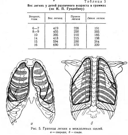 Вес и границы легких у детей